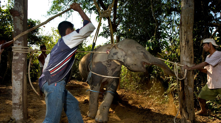 Filhote de elefante levando pancadas durante o processo de amestragem