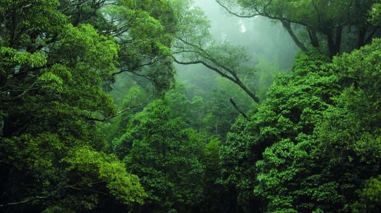 Floresta tropical no Congo