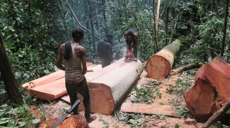 Três lenhadores serram uma árvore recém-derrubada