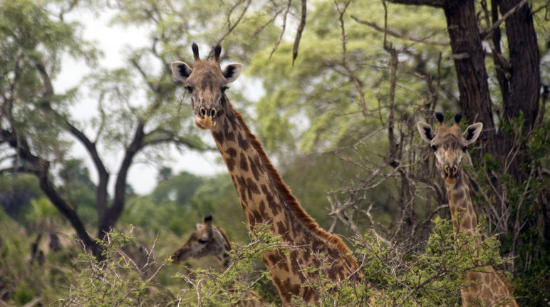 Girafas-Masai na Reserva de Selous