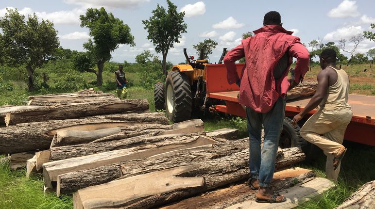Tronco de jacarandá africano derrubado em Gana