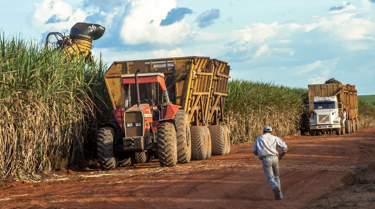 Colheita de cana de açúcar no Brasil (Mato Grosso, Brasil)