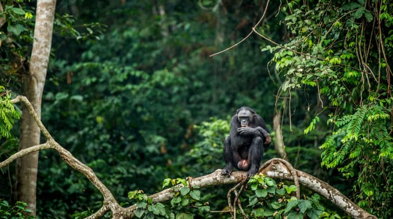 Bonobo em uma árvore no Congo