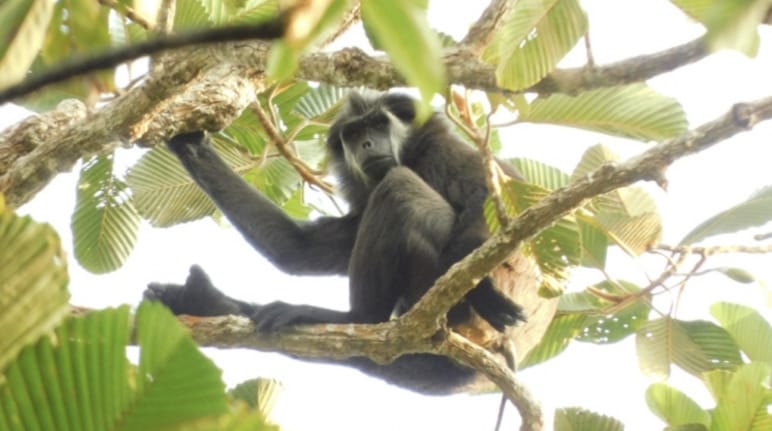 Macaco-rabo-de-porco (Simias concolor) em uma árvore