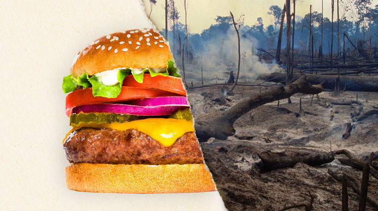 Uma foto dividida – a metade um hambúrguer, a outra metade uma floresta desmatada