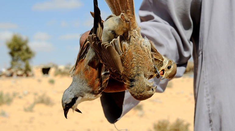 Caça de pássaros no Egito