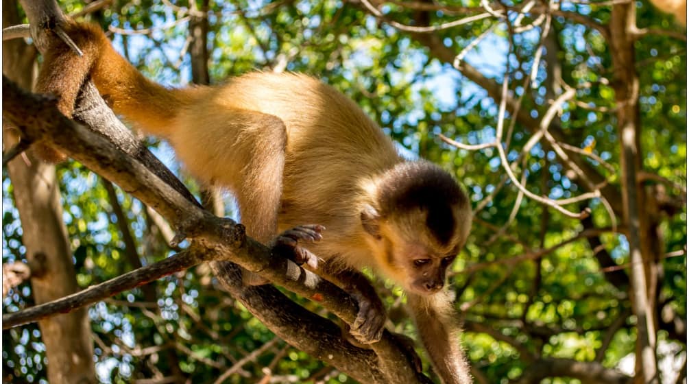 Macaco-caiarara subindo em um galho
