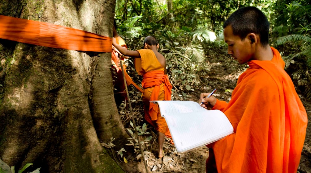 Monges do Camboja marcam e abençoam uma árvore-gigante no Vale do Areng.