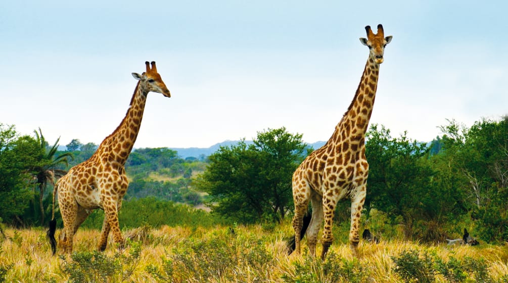 Girafas na África do Sul