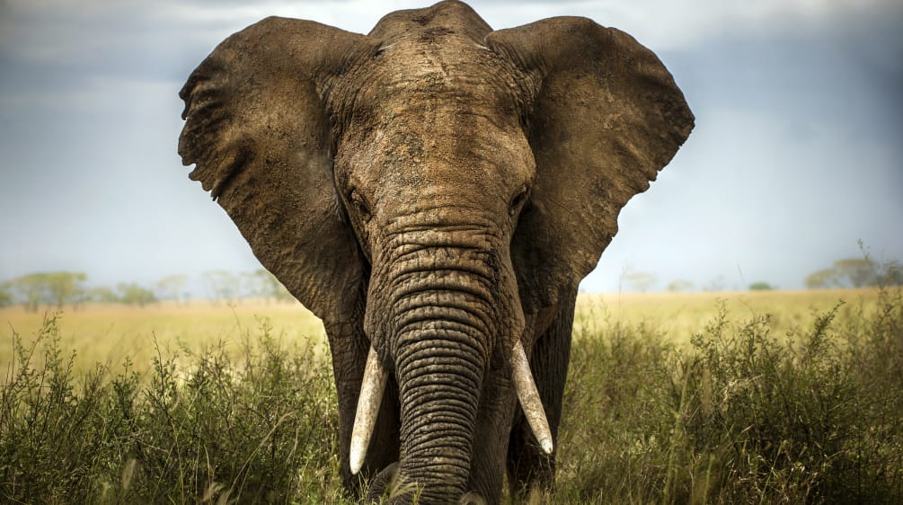 Elefante africano na savana
