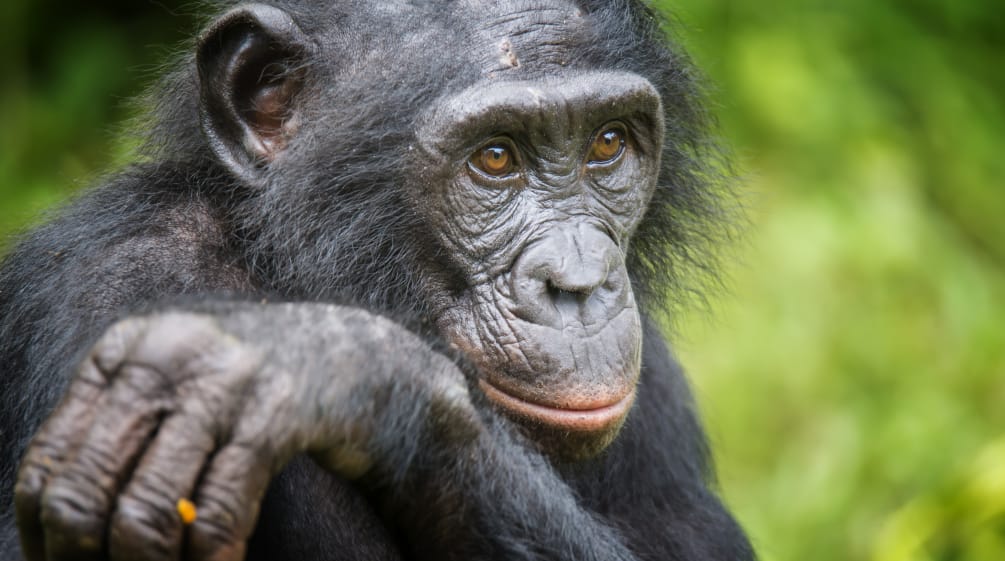 Um bonobo
