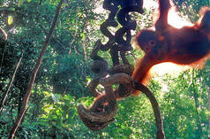 Um orangotango numa árvore na floresta tropical