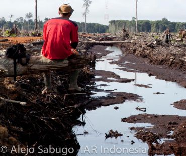 A triste verdade: desmatamento e destruição da floresta tropical