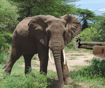 Fotomontagem: elefante selvagem e espingarda