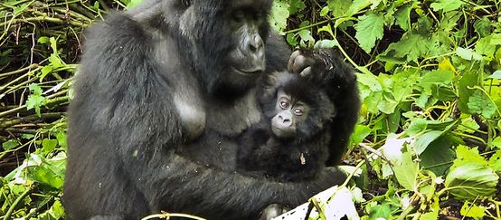 Mamãe gorila com bebê nos braços em uma clareira na floresta tropical