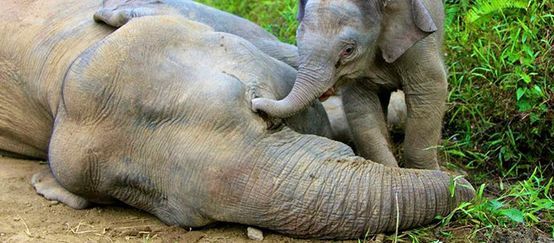 Um filhote de elefante toca, com sua tromba, a cabeça de sua mãe que está deitada no chão.