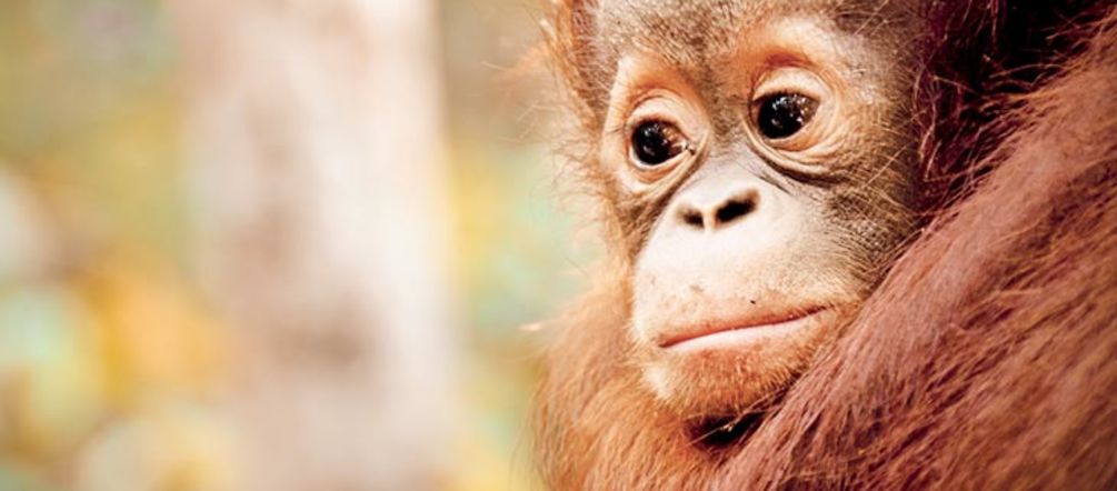 Orangotango de cara triste