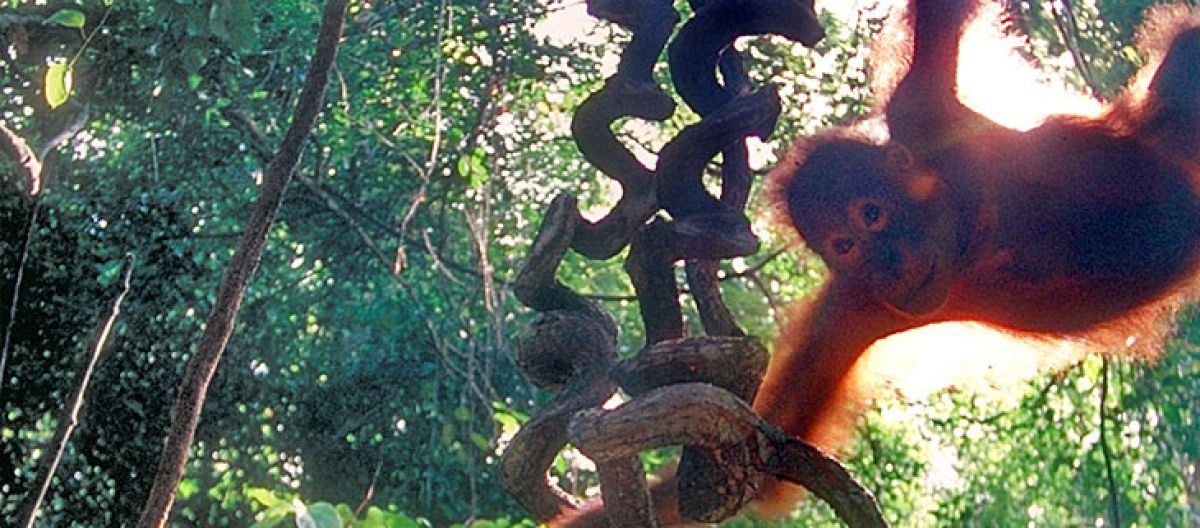 Um orangotango numa árvore na floresta tropical