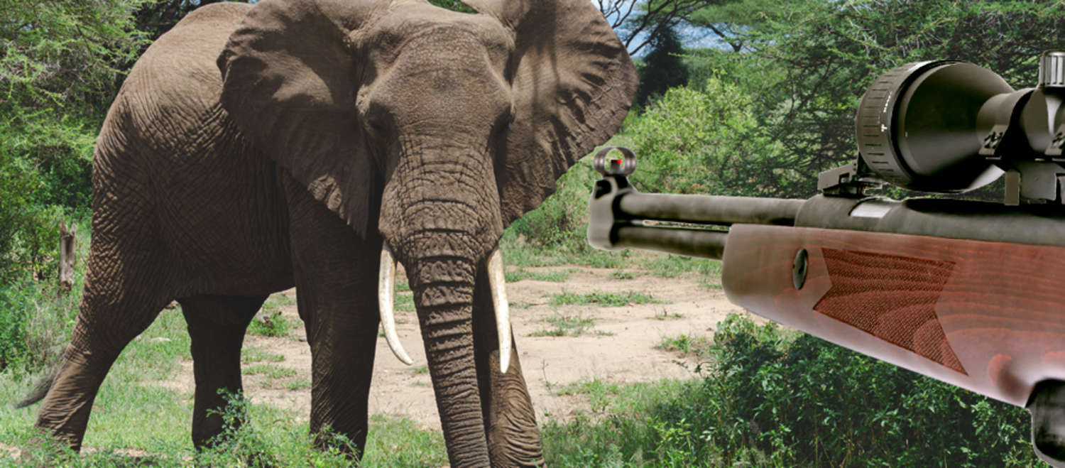 Fotomontagem: elefante selvagem e espingarda