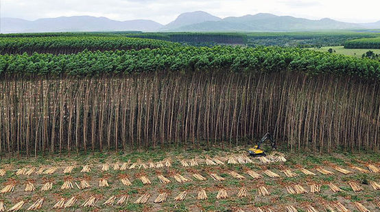 Uma plantação no Brasil para a produção de celulose