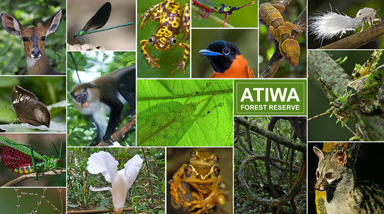 Colagem de animais e plantas que vivem na floresta de Atiwa
