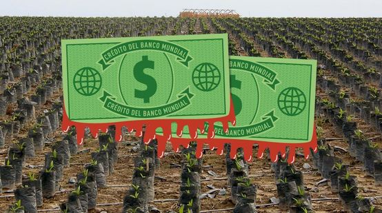 Fotomontagem: sangue goteja de notas de dólares, no fundo se vê uma infinita plantação de dendezeiros