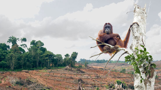 Um orangotango está sentado no tronco de uma árvore em frente de uma área abatida.