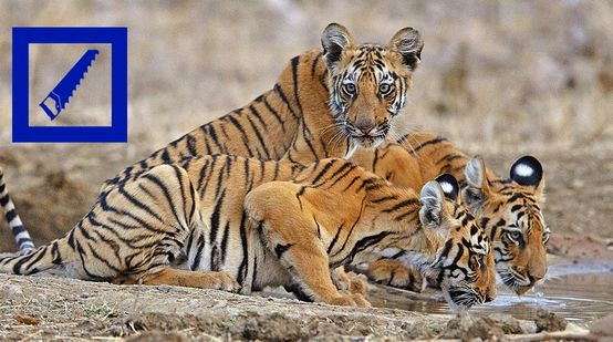 Três tigres jovens bebendo
