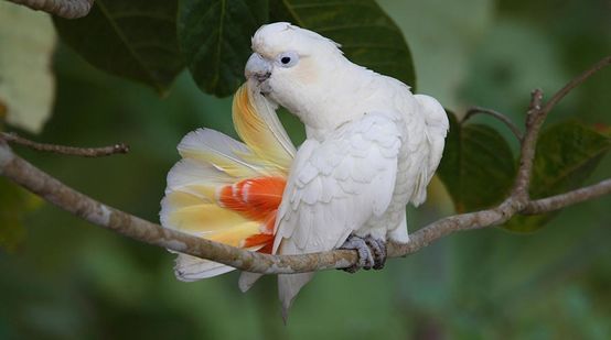 Uma cacatua das Filipinas limpa sua plumagem na floresta tropical