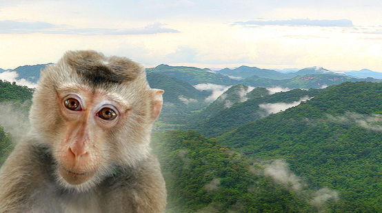 A imagem de um macaco montada em frente de uma área florestal na Tailândia