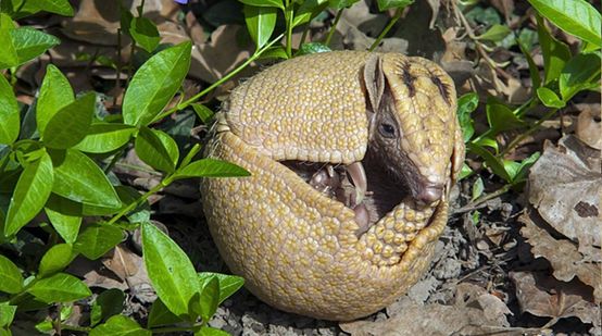 Um Tatu-bola-da-caatinga enrola-se, formando uma bola