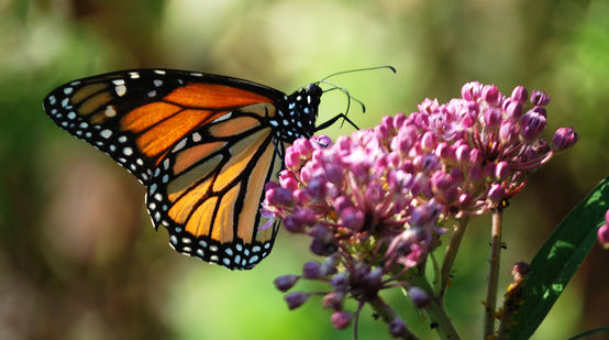 Uma borboleta-monarca está chupando néctar na inflorescência de uma flor de seda.
