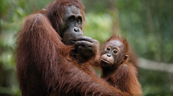 2 de 2000 orangotangos-de-bornéo