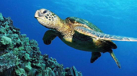 Foto subaquática de uma tartaruga-marinha no recife