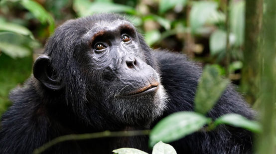 Um chimpanzé na floresta tropical
