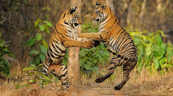 Dois tigres jogando