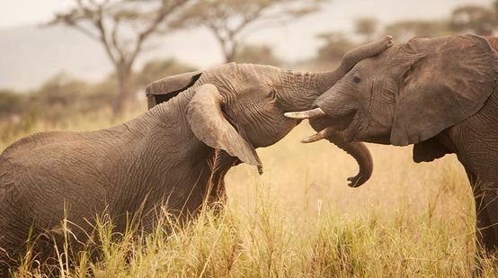 Dois elefantes cara a cara na savana que se tocam mutuamente com as suas trombas