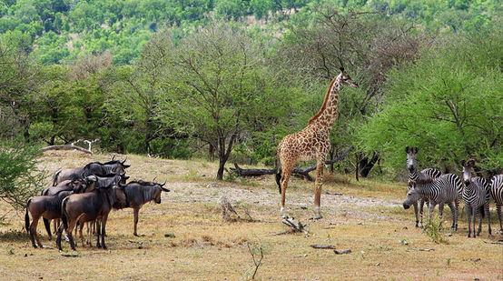 Gnus, girafas e zebras ao lado de umpoço de águana Reserva Selous