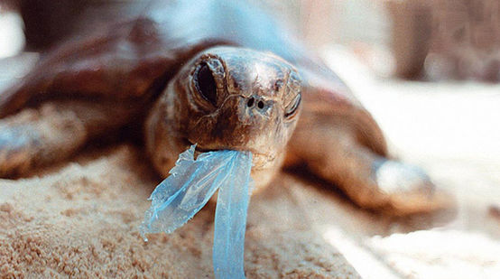 Uma tartaruga come um saco de plástico