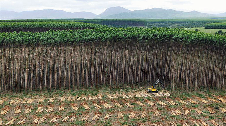 Uma plantação no Brasil para a produção de celulose