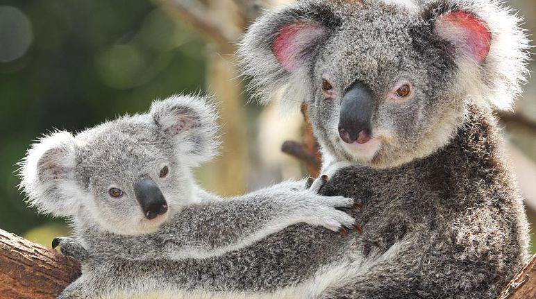 Uma mãe coala com seu bebê em uma árvore