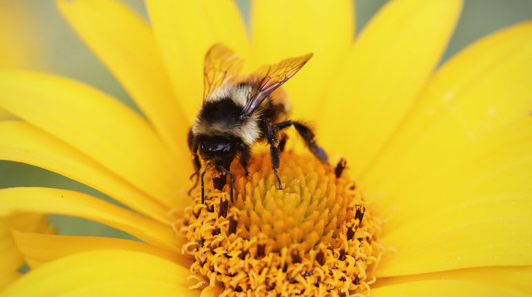 Uma abelha sentada numa flor