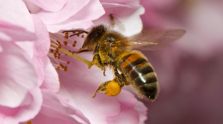 Uma abelha voa para uma flor de cereja