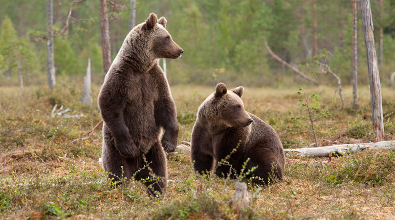Dois ursos pardos na floresta