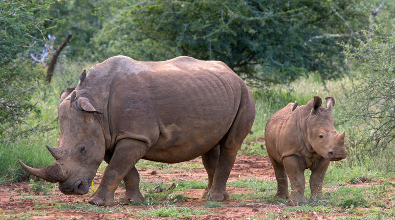 Um rinoceronte adulto e um jovem animal na savana