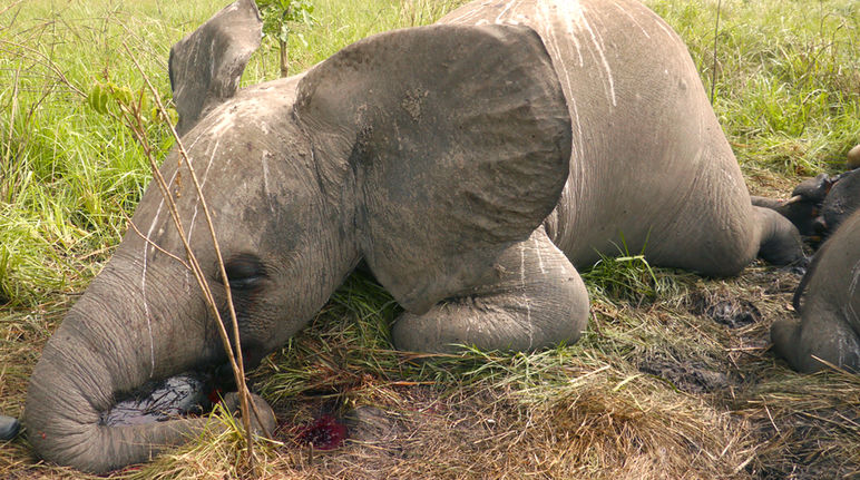 Um elefante jovem no chão – morto.