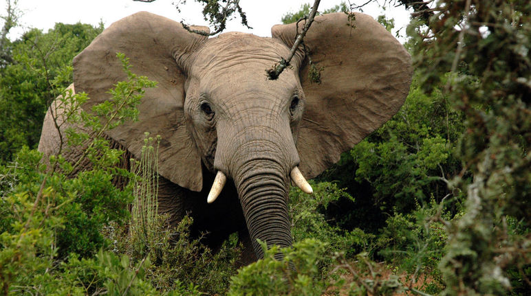 Elefante africano na floresta