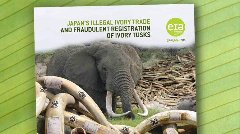 Estudo da EIA sobre o comércio de marfim