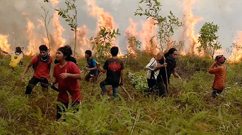 No Parque Nacional Tanjung Puting, ambientalistas apagam o fogo com ferramentas simples.