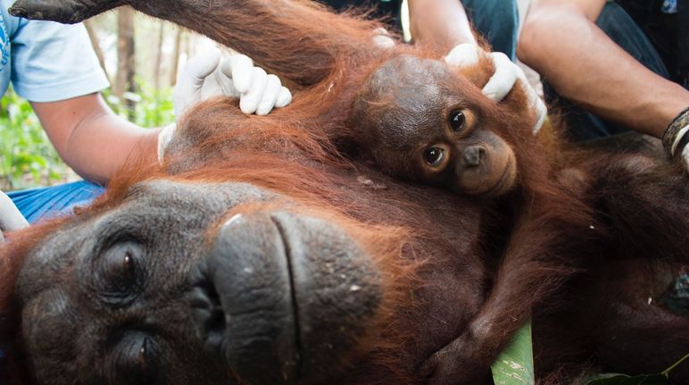 Mãe orangotango com bebê recebe assistência médica